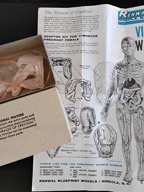 Vintage Pregnant Visible Woman Educational Model. Renwal